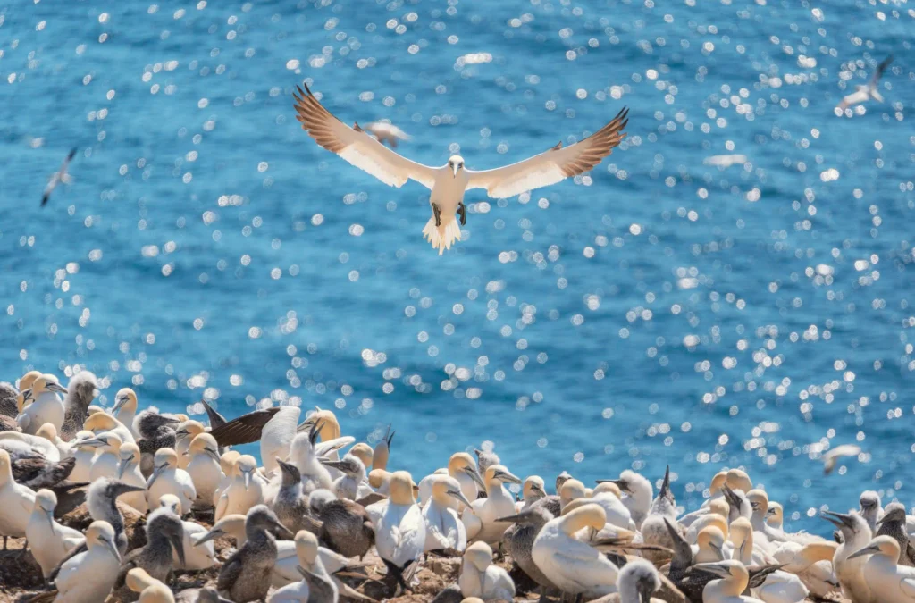 un fou de Bassan plane au-dessus d’une colonie d’oiseaux